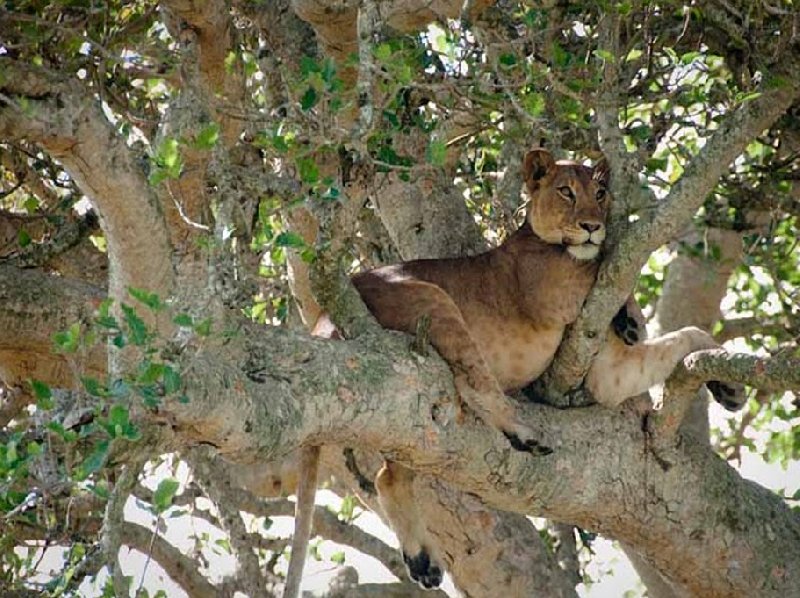 Uganda wildlife safari Kasese Pictures