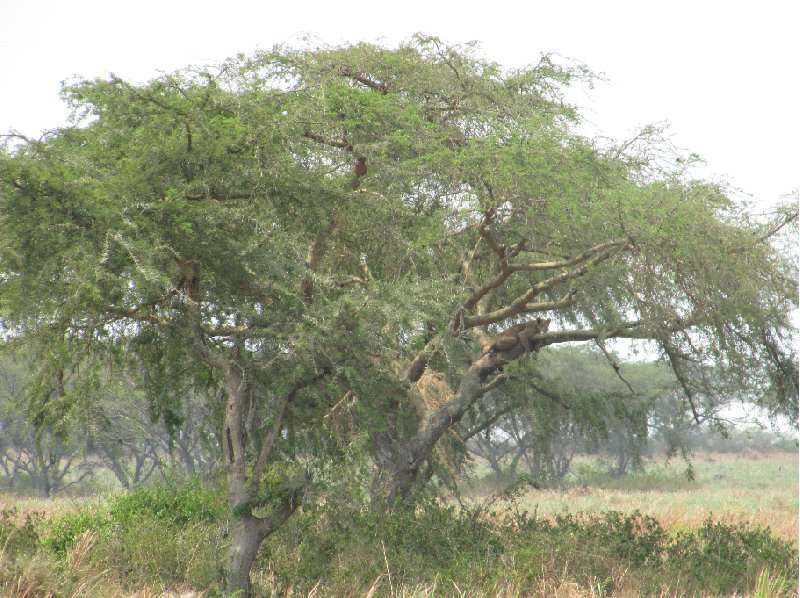 Uganda wildlife safari Kasese Travel Picture