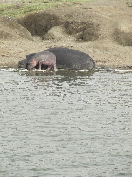 Uganda wildlife safari Kasese Travel Guide