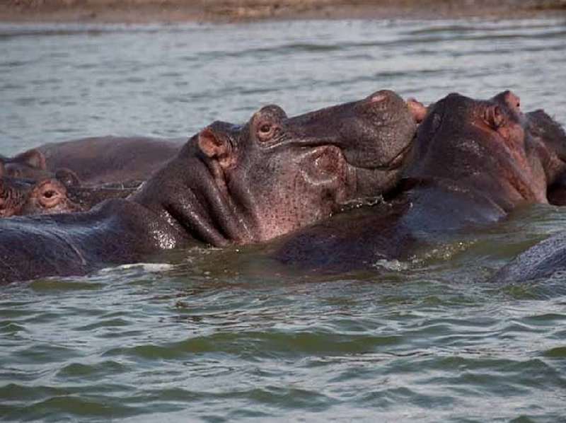 Photo Uganda wildlife safari visited