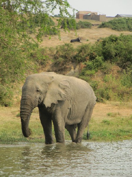 Uganda wildlife safari Kasese Diary Picture