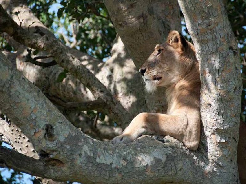 Photo Uganda wildlife safari learned