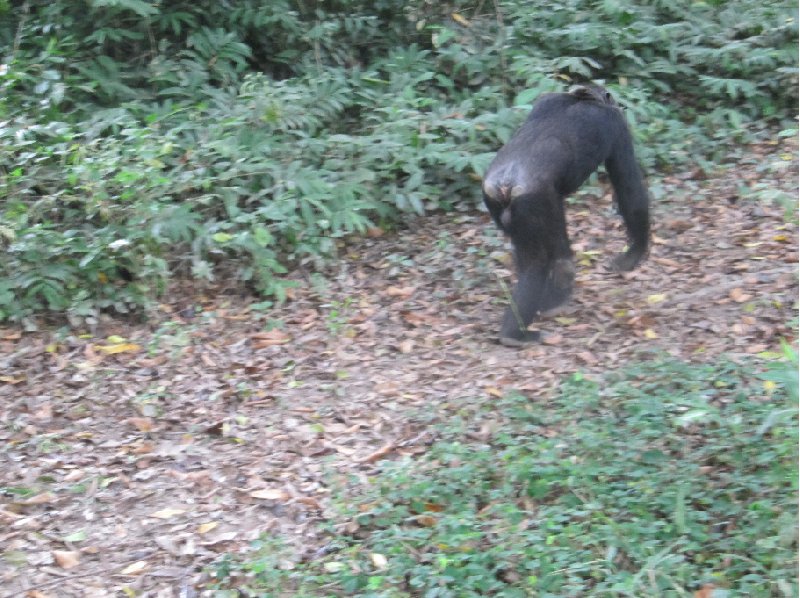 Uganda wildlife safari Kasese Photography