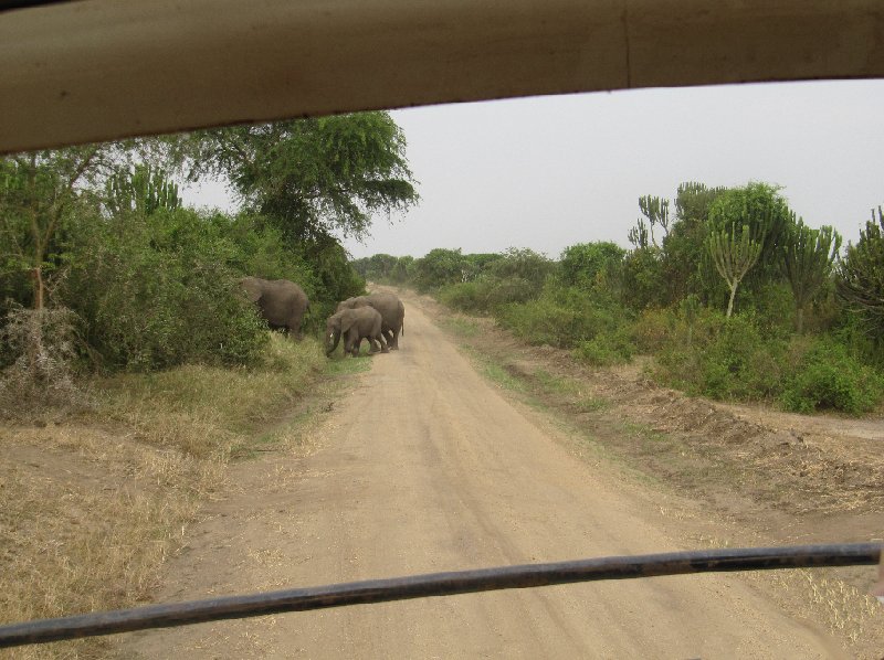 Photo Uganda wildlife safari adjacent