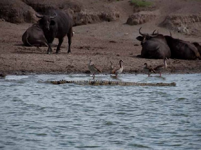 Photo Uganda wildlife safari Edward