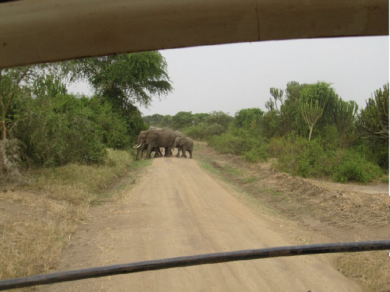 Uganda wildlife safari Kasese Travel Sharing