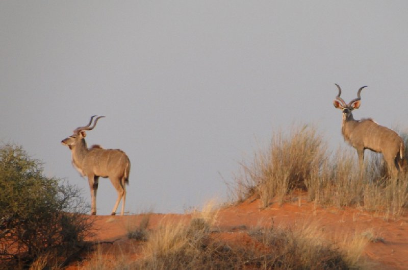 Namibia Kalahari Desert lodge safari Otjiwarongo Trip Review