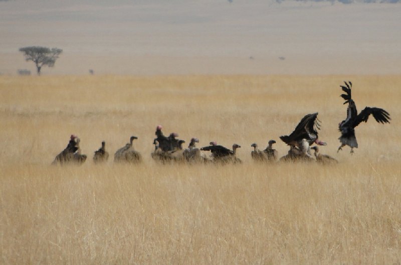 Namibia Kalahari Desert lodge safari Otjiwarongo Blog Sharing