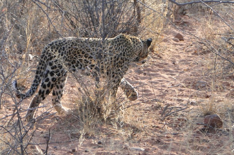 Namibia Kalahari Desert lodge safari Otjiwarongo Diary Photo