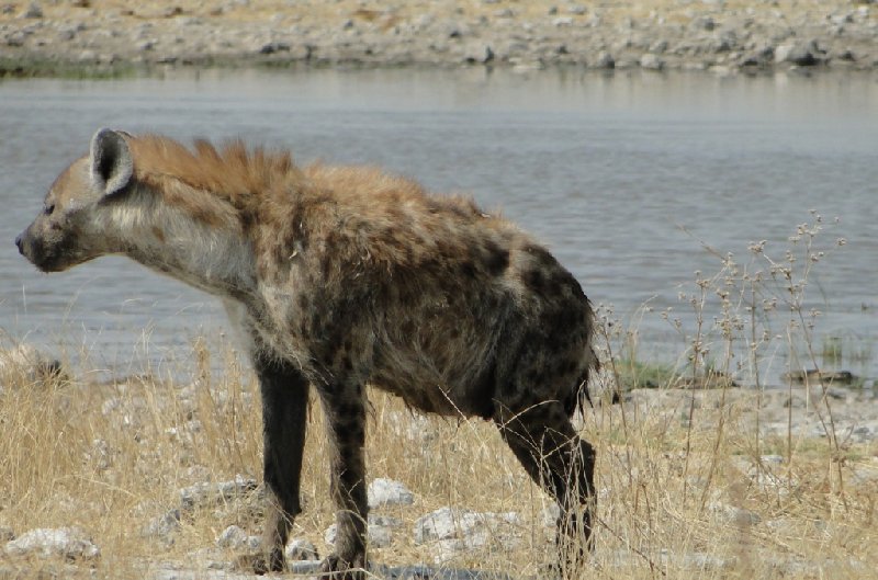 Namibia Kalahari Desert lodge safari Otjiwarongo Review Photo