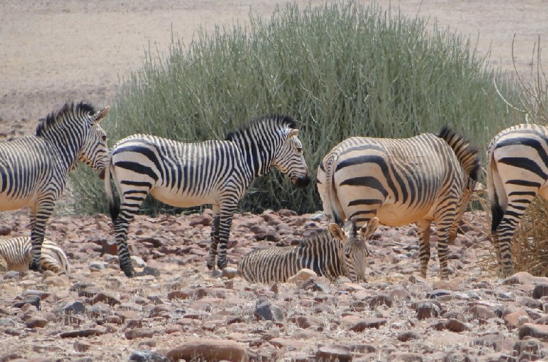 Namibia Kalahari Desert lodge safari Otjiwarongo Travel Adventure