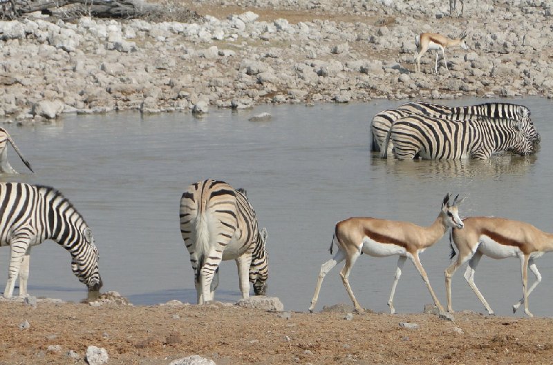 Namibia Kalahari Desert lodge safari Otjiwarongo Adventure