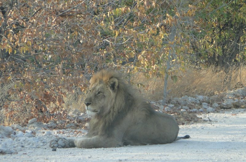 Photo Namibia Kalahari Desert lodge safari wildlife
