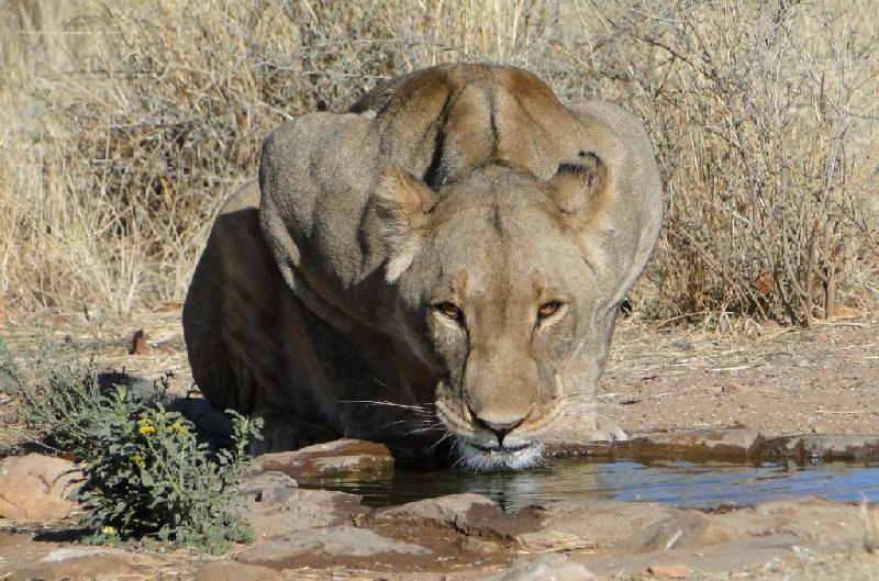 Namibia Kalahari Desert lodge safari Otjiwarongo Vacation Tips