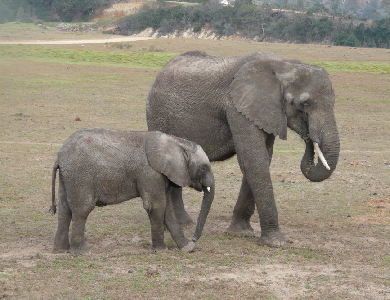 Safari Botlierskop Private Game Reserve Moordkuil South Africa Adventure