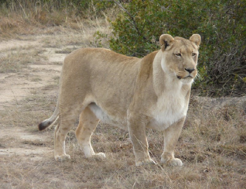 Photo Safari Botlierskop Private Game Reserve married