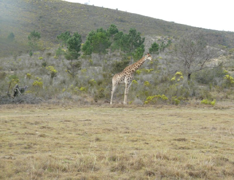 Safari Botlierskop Private Game Reserve Moordkuil South Africa Album Pictures