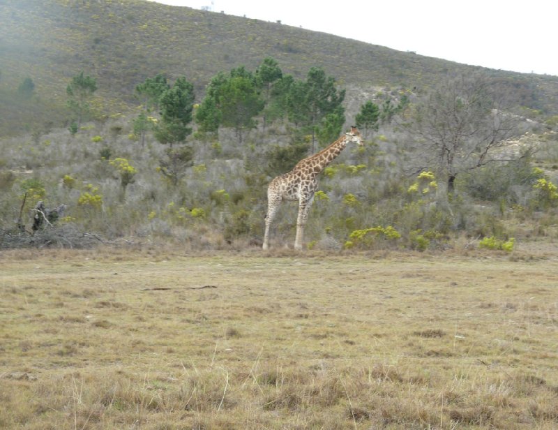 Photo Safari Botlierskop Private Game Reserve expected