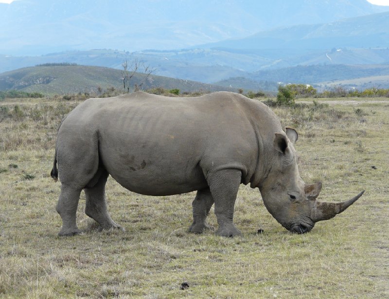 Photo Safari Botlierskop Private Game Reserve suprise