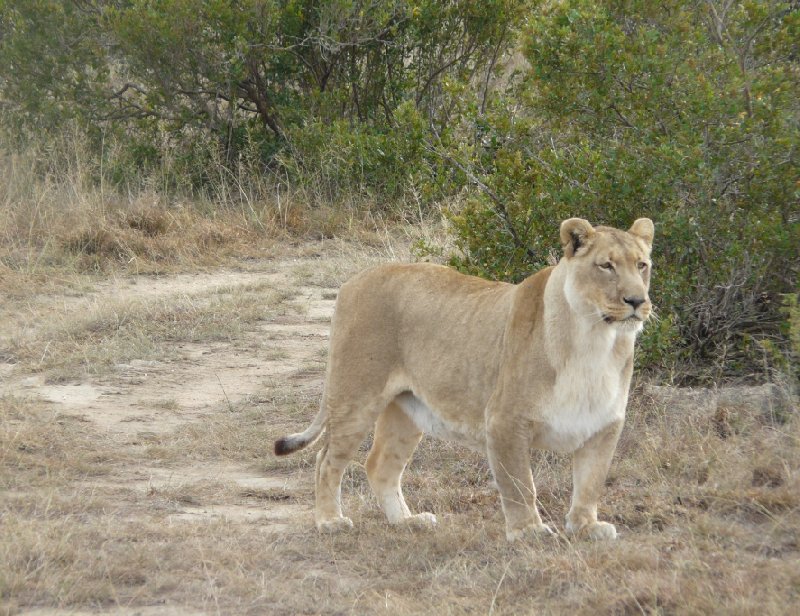 Photo Safari Botlierskop Private Game Reserve morning