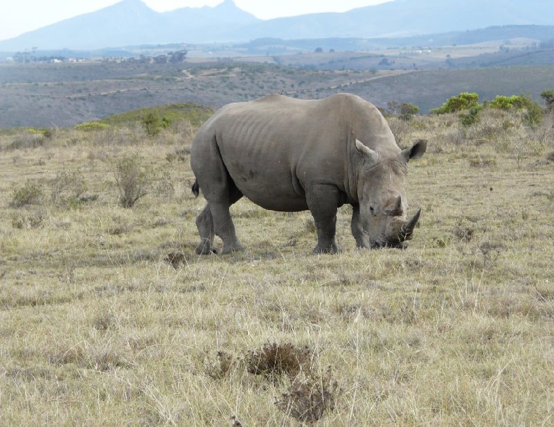 Safari Botlierskop Private Game Reserve Moordkuil South Africa Vacation