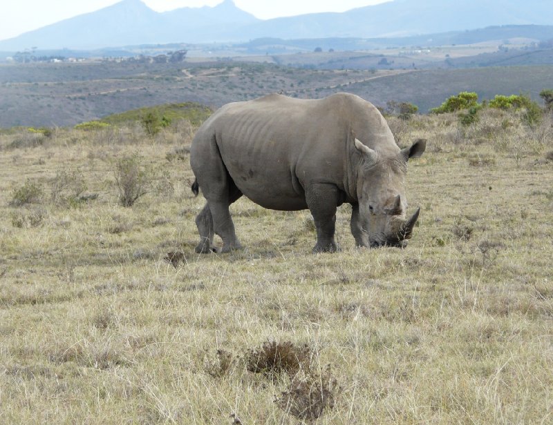 Photo Safari Botlierskop Private Game Reserve leaving