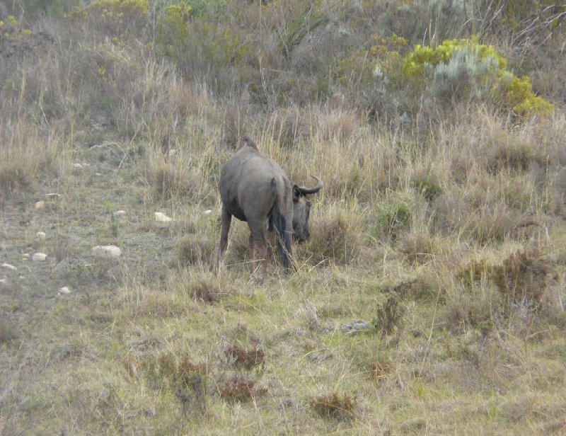 Photo Safari Botlierskop Private Game Reserve Africa