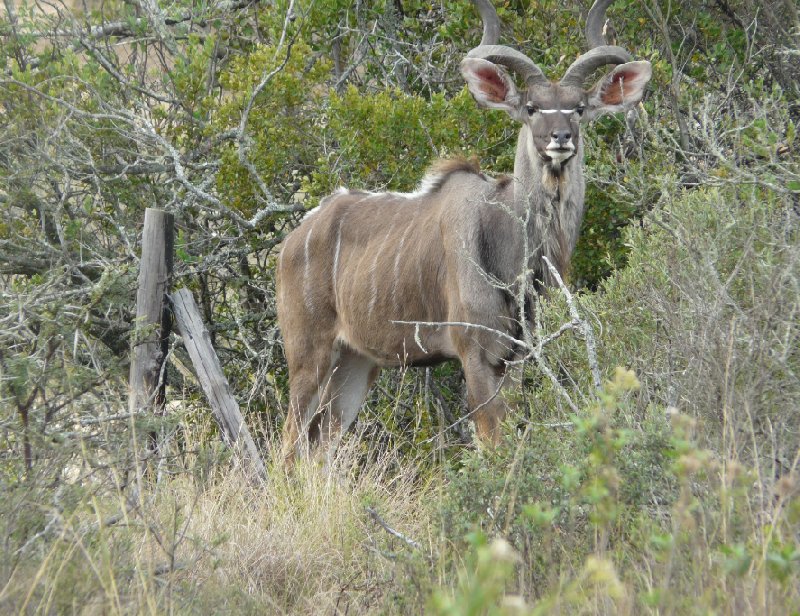 Safari Botlierskop Private Game Reserve Moordkuil South Africa Travel Package