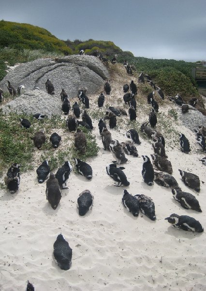 Cape Town Coastline South Africa Travel Sharing