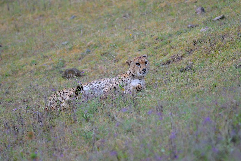 Ngorongoro Crater Lodge safari Tanzania Diary Experience