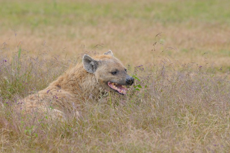 Ngorongoro Crater Lodge safari Tanzania Travel Blogs