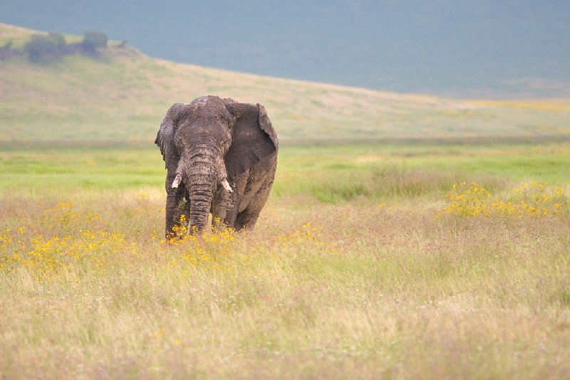 Ngorongoro Crater Lodge safari Tanzania Review Sharing