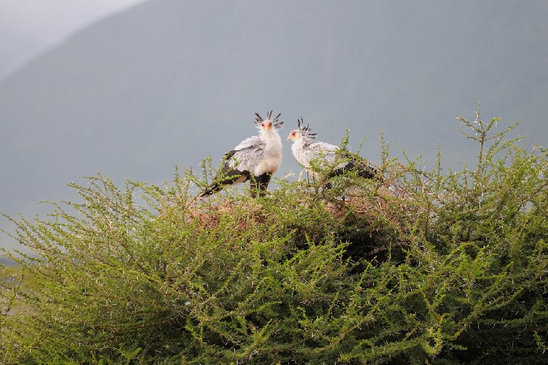 Ngorongoro Crater Lodge safari Tanzania Holiday Pictures