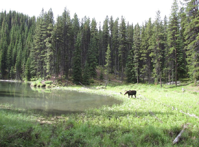 Park lodges in Alberta Canada Jasper Review