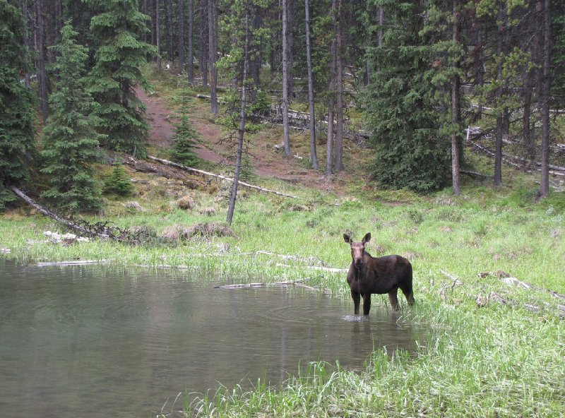 Park lodges in Alberta Canada Jasper Blog Photo