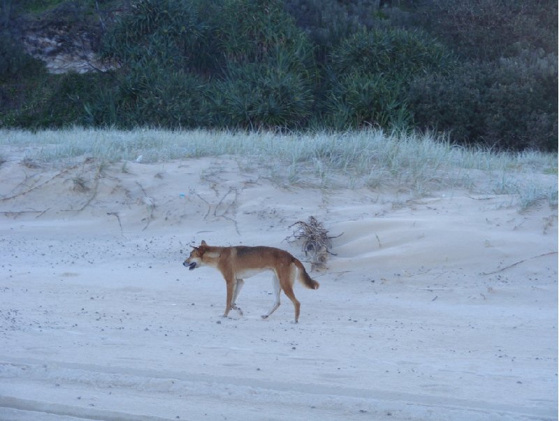 Fraser Island Tour Australia Photo