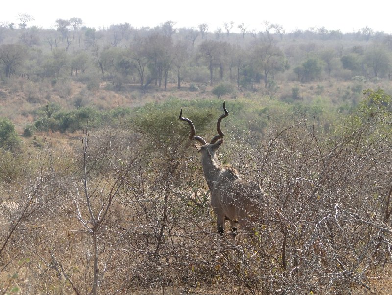 Kruger National Park camping safari Mpumalanga South Africa Vacation Picture