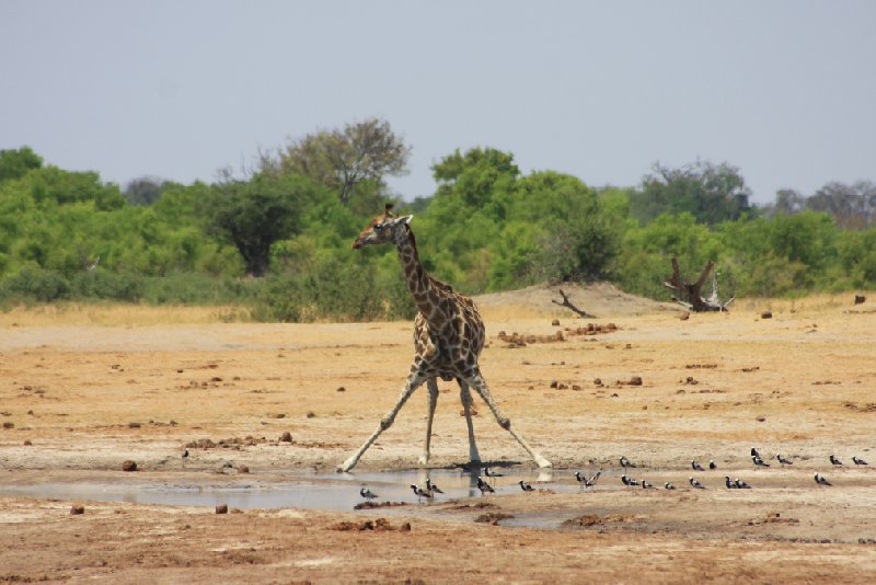 Safari Hwange Zimbabwe Diary Experience