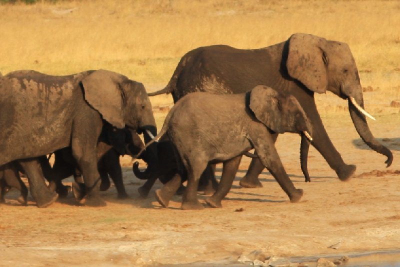 Photo Safari Hwange Zimbabwe Zimbabwe