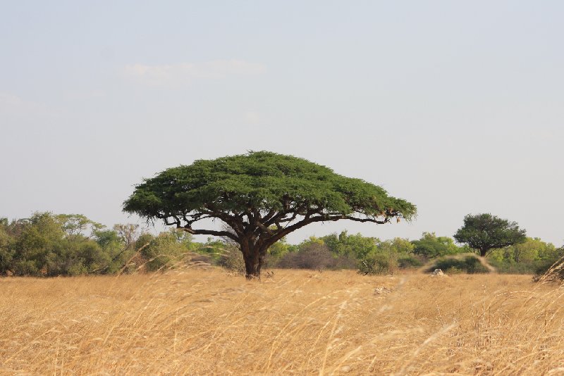 Safari Hwange Zimbabwe Review Sharing
