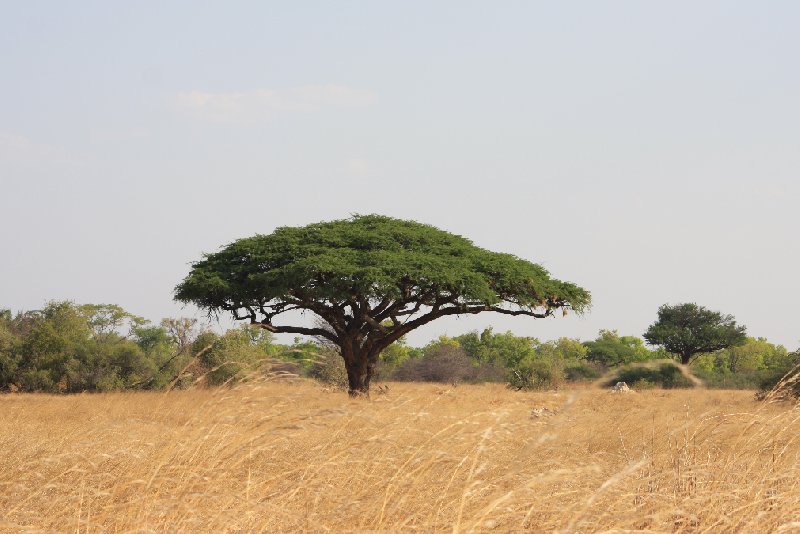 Safari Hwange Zimbabwe Review Sharing