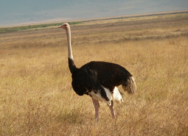 Ngorongoro Tanzania  