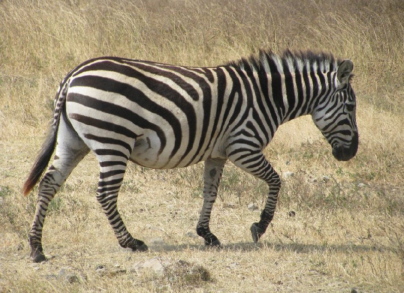 Ngorongoro Tanzania 