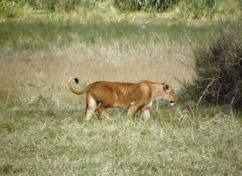  Ngorongoro Tanzania Travel Blog