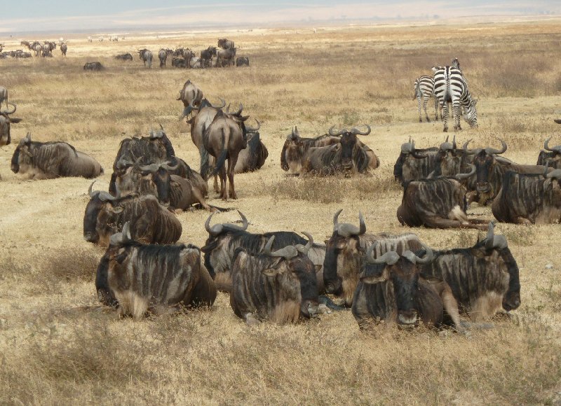 Photo Ngorongoro Crater Lodge safari Tanzania