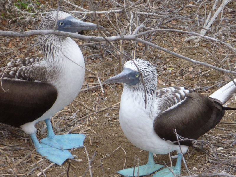 Galapagos Islands Ecuador Blog Photography