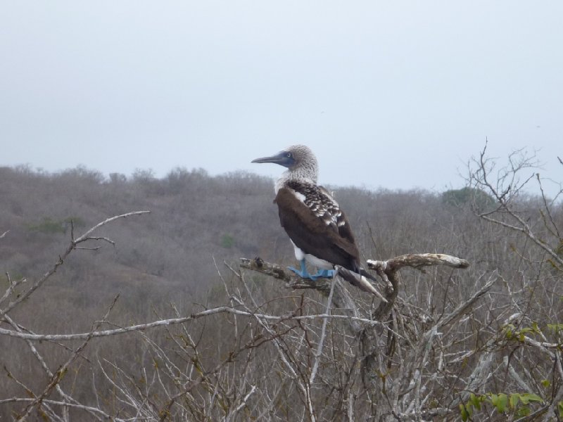 Galapagos Islands Ecuador Travel Photo