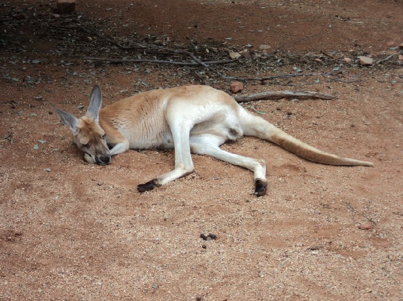 Photo Touring from Ayers Rock to Alice Springs Springs