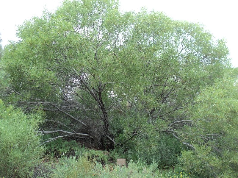 Photo Touring from Ayers Rock to Alice Springs settlement