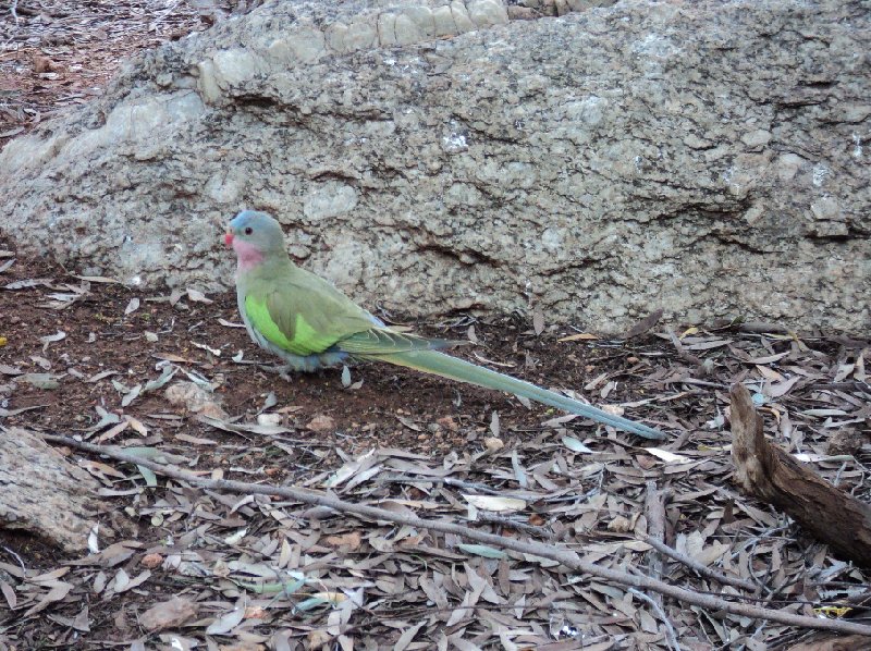 Photo Touring from Ayers Rock to Alice Springs Springs